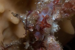 Achaeopsis spinulosa