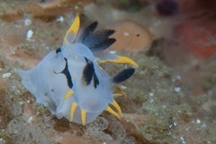 Polycera sp-c