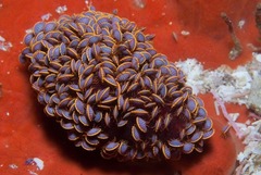 Ochlesis lenticulosus