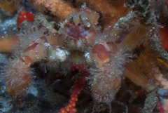 Achaeopsis spinulosa