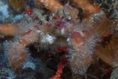 Achaeopsis spinulosa