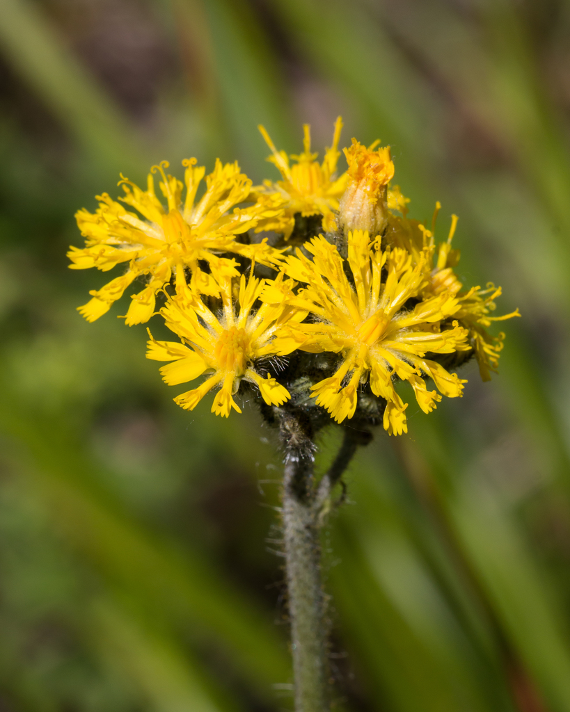 hawkweeds
