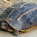 Three-keeled Land Turtle - Photo (c) J.S. Waraich, some rights reserved (CC BY-NC), uploaded by J.S. Waraich