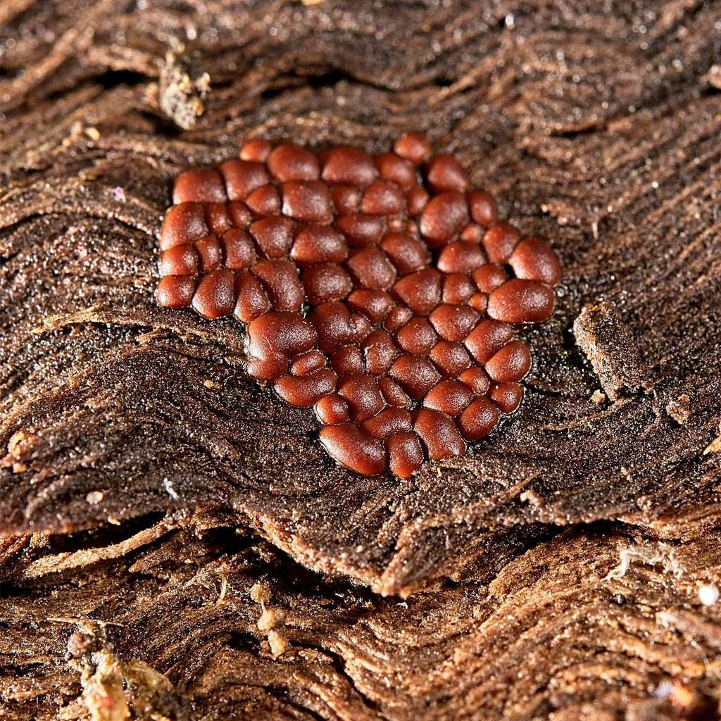 Perichaena quadrata