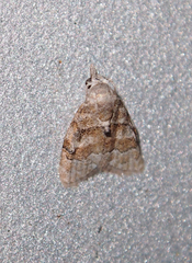 Nola bifascialis