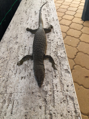 Varanus scalaris
