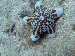 Choriaster granulatus