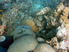 Epinephelus tukula