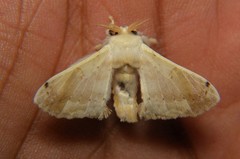 Bombycidae