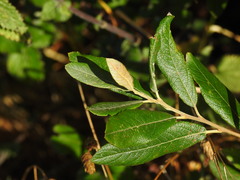Grey Willow (Salix cinerea)