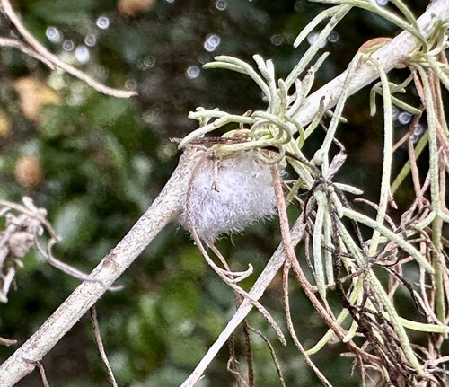 Sagebrush Woolly Stem Gall Midge photo 6