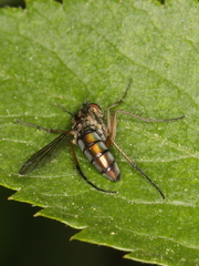 Dolichopus ungulatus