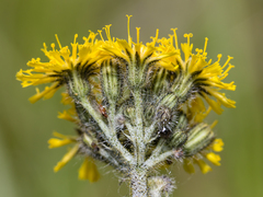 Pilosella cymosa