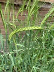 Hordeum vulgare