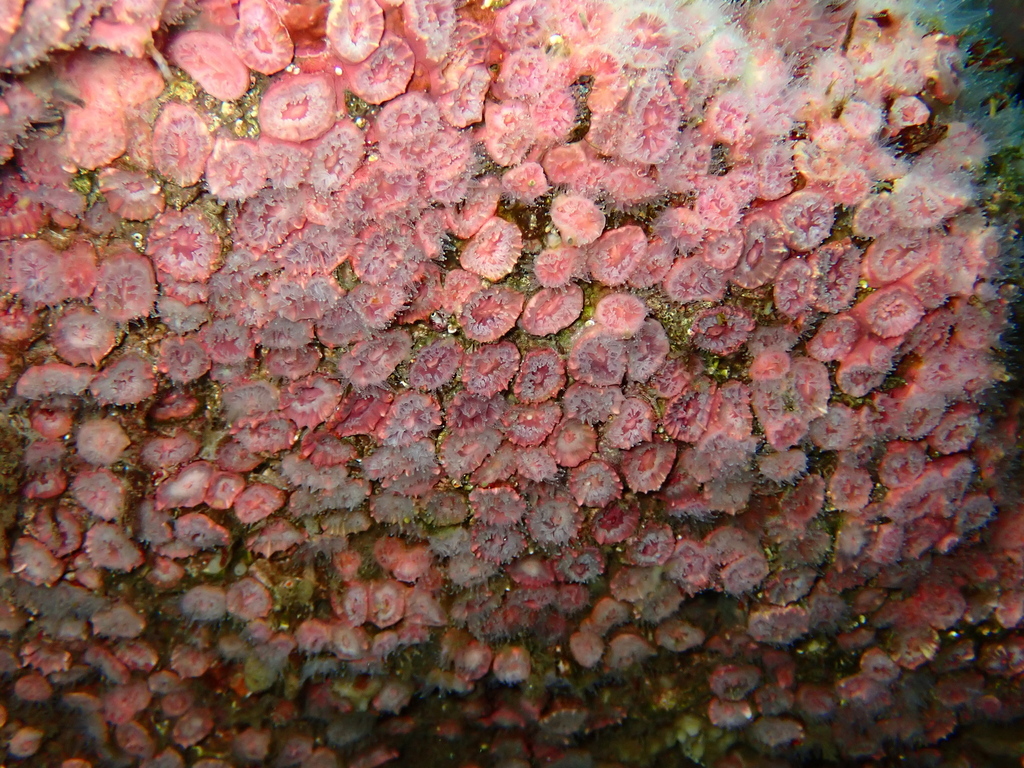 Phyllangia consagensis