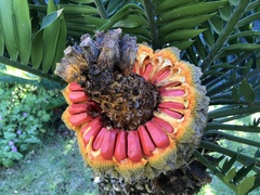 Encephalartos altensteinii