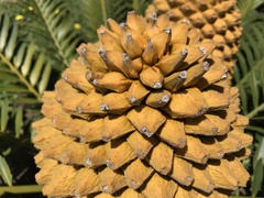 Encephalartos altensteinii