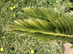Encephalartos altensteinii