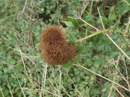 Photo of Mossy Rose Gall Wasp (Diplolepis rosae)