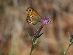 Coenonympha dorus