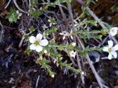 Arenaria montana