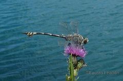 Lindenia tetraphylla