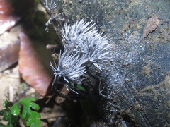 Xylaria bambusicola