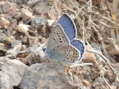 Polyommatus escheri