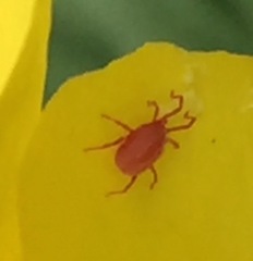 Balaustium