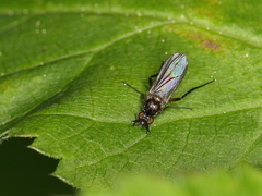 Rhaphium