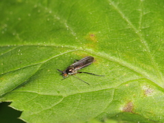 Rhaphium