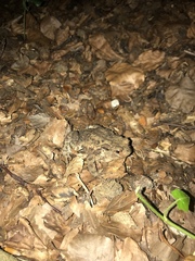 Bufo bufo