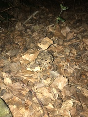 Bufo bufo