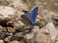 Cyaniris semiargus helena