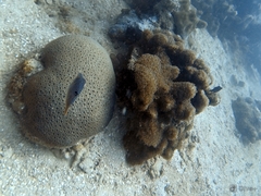 Canthigaster petersii