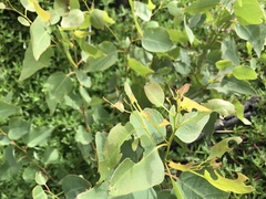 Eucalyptus cladocalyx