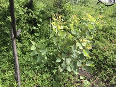 Eucalyptus cladocalyx