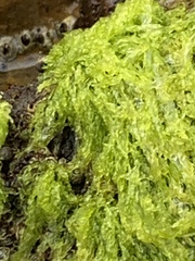 Ulva intestinalis