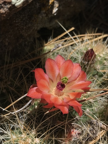 Echinocereus pacificus