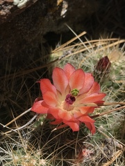 Echinocereus pacificus