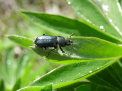 Platycerus caraboides