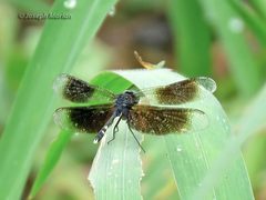 Erythrodiplax attenuata