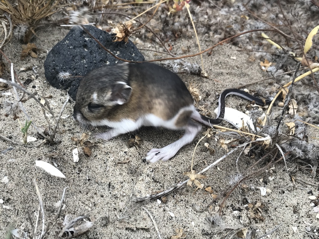 Rat-kangourou de Dulzura (Dipodomys simulans)