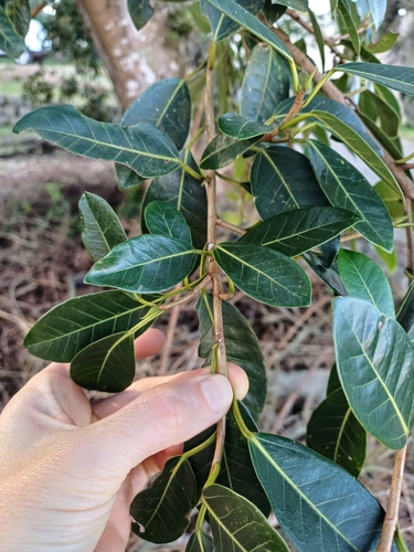 Ficus cestrifolia, photograph 6