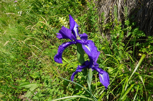 Image of Iris latifolia by (c) Antoine MARNAT, some rights reserved (CC BY)