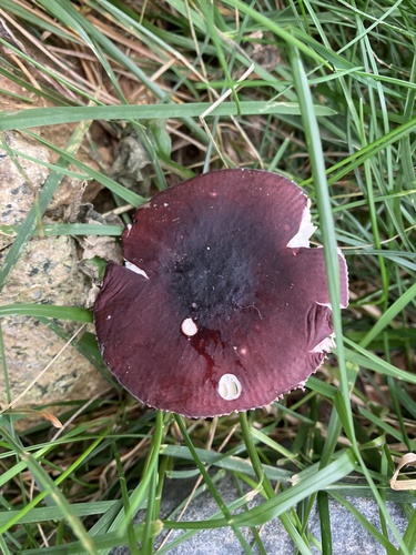 Purple Brittlegill