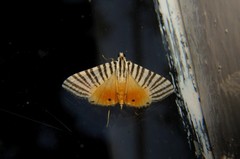 Dichocrocis zebralis