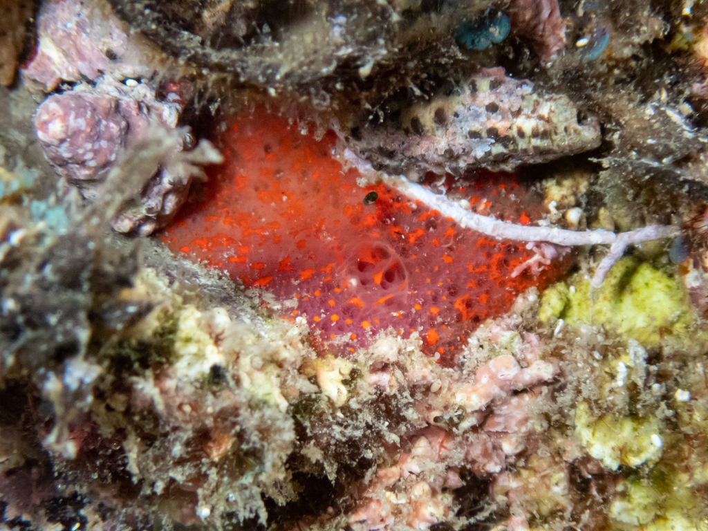 Mycale sanguinea