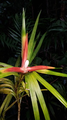 Freycinetia