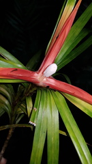 Freycinetia